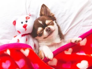 es mejor que mi perro duerma en mi cama o en la suya