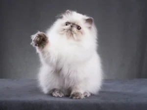 que es mejor gato persa o angora